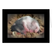 Sleeping Baby Hamster cards