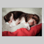 Sleeping Beagle Baby cards