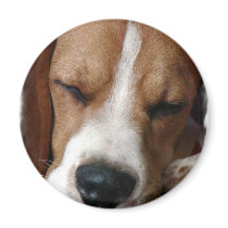 Sleeping Beagle Magnet
