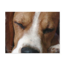 Sleeping Beagle Postcard
