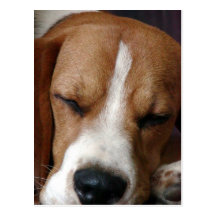 Sleeping Beagle Postcard