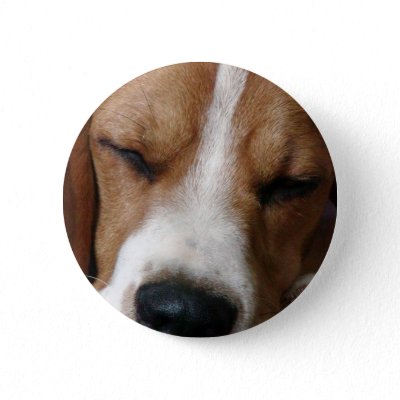 Sleeping Beagle Round Button