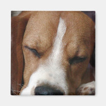 Sleeping Beagle Square Magnet