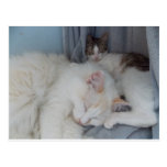 sleeping beauties Postcard postcards