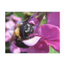 Sleeping Bee ~ postcard