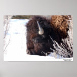 Sleeping Bison Poster posters