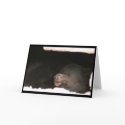 Sleeping Black Bear Card