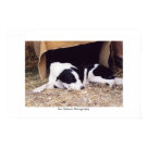 postcard - Border Collie sleeping