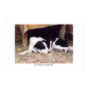 Sleeping Border Collie posters by miapple1963 Sleeping Border Collie posters