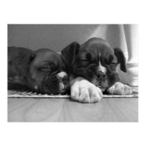 Sleeping Boxer puppies canvas print