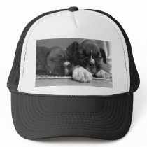 Sleeping Boxer puppies hats