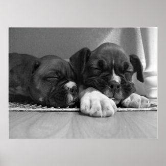 Sleeping Boxer puppies poster print