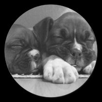 Sleeping Boxer puppies stickers stickers