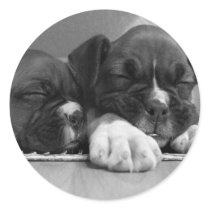 Sleeping Boxer puppies stickers