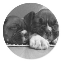 Sleeping Boxer puppies stickers