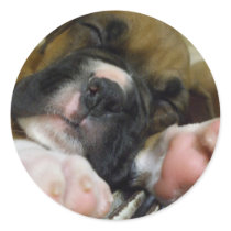 Sleeping Boxer puppy stickers