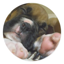 Sleeping Boxer puppy stickers