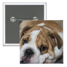 Sleeping Bulldog Button