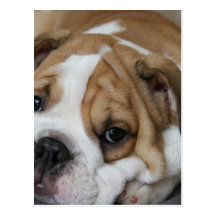 Sleeping Bulldog Postcard