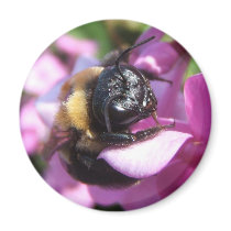 Sleeping Bumble Bee ~ magnet