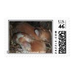 Sleeping Bunnies Stamp Sleeping Bunnies Stamp