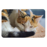 Sleeping Calico Cat Magnets