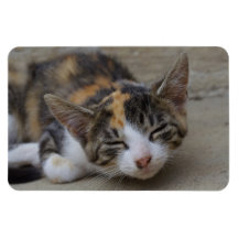 Sleeping Calico Kitten Vinyl Magnets