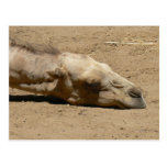 Sleeping camel postcard