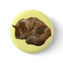 Sleeping cat