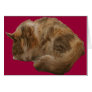 Sleeping cat