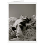 animals, pets, cats, kitty, sleeping, photography,
