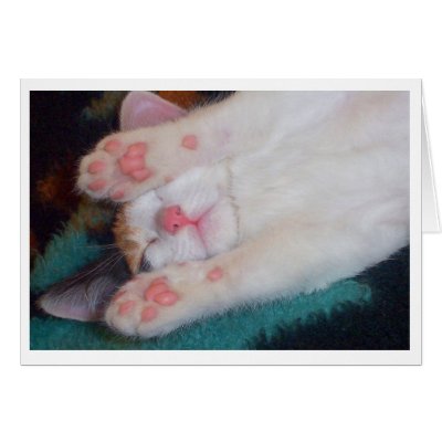 Sleeping Cat Card 1