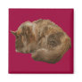 Sleeping cat