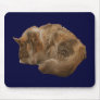 Sleeping cat