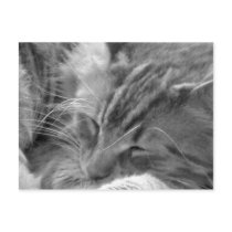 sleeping cat postcards by captphrank sleeping cat postcards
