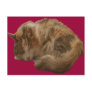Sleeping cat