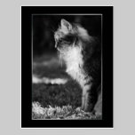 Sleeping cat postcards
