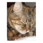 Sleeping Cat print