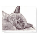Sleeping Cat posters