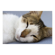 Sleeping cat posters
