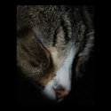 Sleeping Cat Print