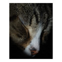 Sleeping Cat Print