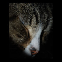 Sleeping Cat Print posters