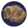 Sleeping cat