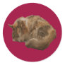 Sleeping cat