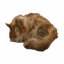 Sleeping cat