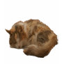 Sleeping cat