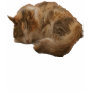 Sleeping cat