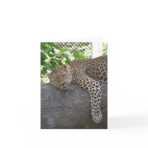 Sleeping Cheetah cards