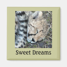 Sleeping Cheetah Cub Photo Refrigerator Magnet